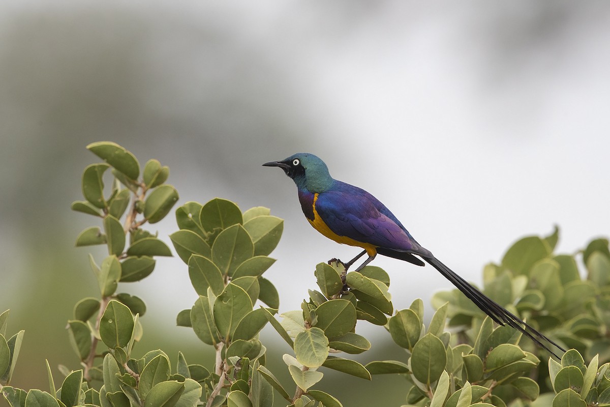 Golden-breasted Starling - ML216027441