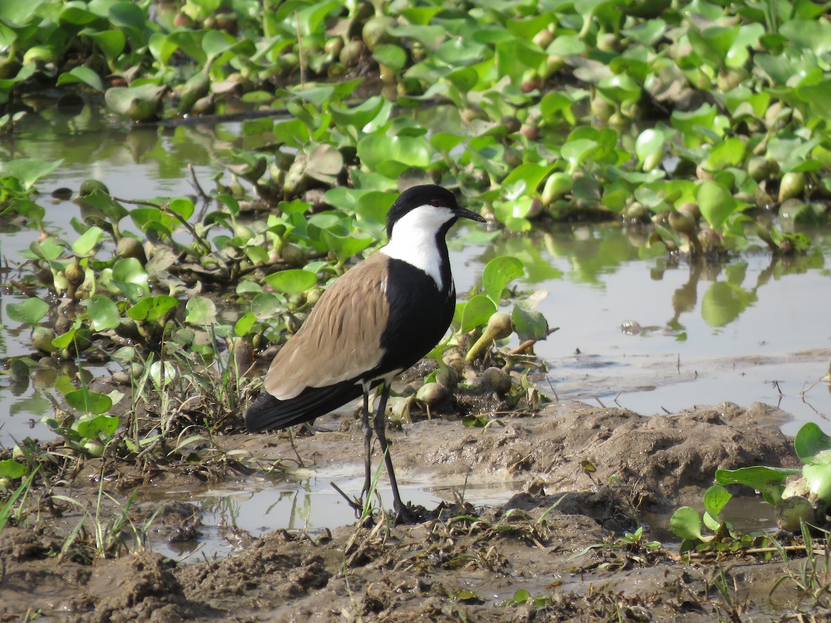 Spur-winged Lapwing - ML216027741