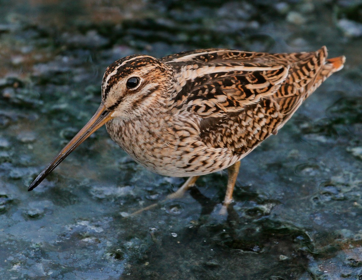 Pin-tailed Snipe - Neoh Hor Kee