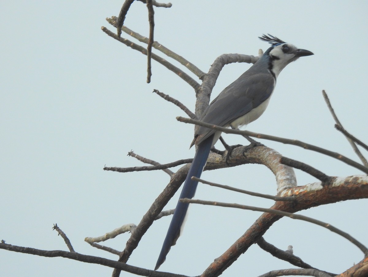 White-throated Magpie-Jay - ML216028171