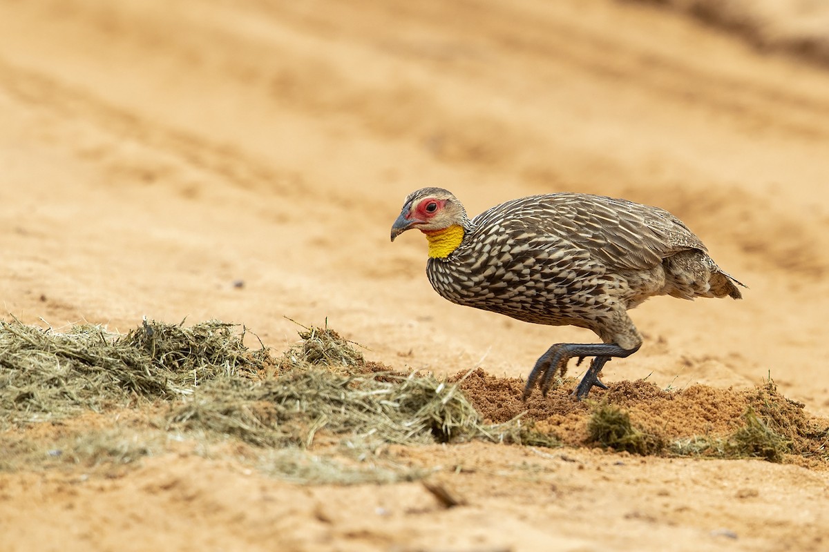 Yellow-necked Spurfowl - Niall D Perrins