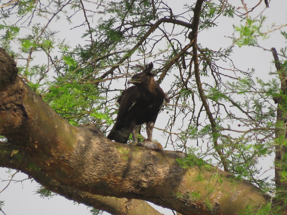 Long-crested Eagle - Srinivasa Shenoy