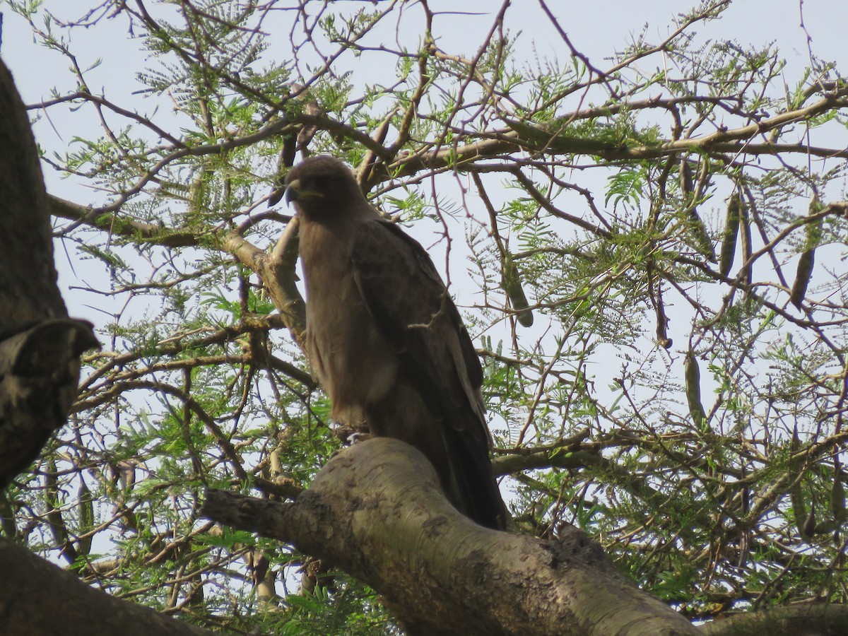 Tawny Eagle - Srinivasa Shenoy