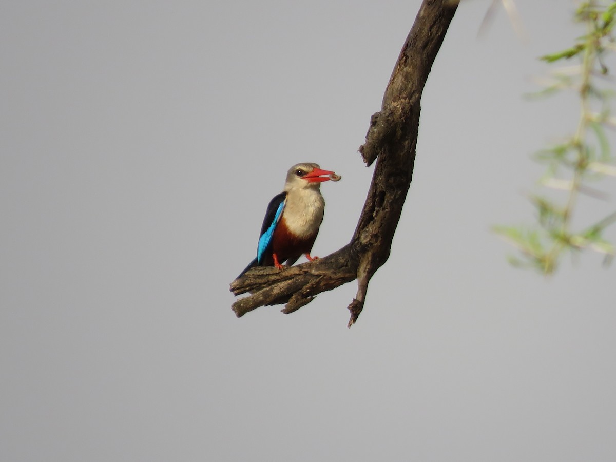 Gray-headed Kingfisher - Srinivasa Shenoy