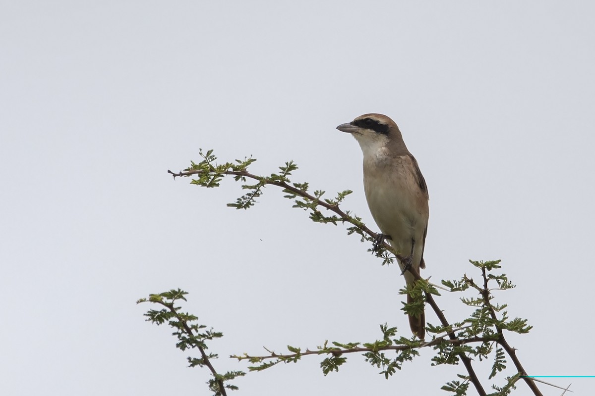 Red-tailed Shrike - Niall D Perrins
