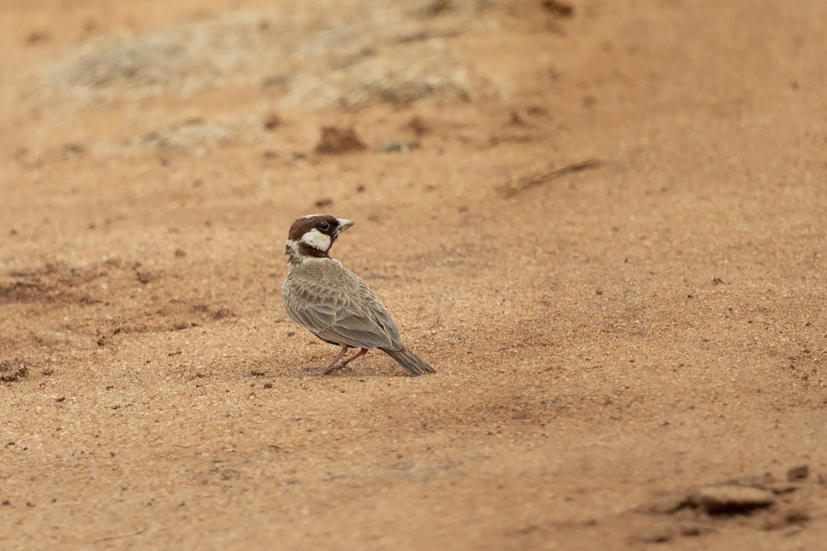 Chestnut-headed Sparrow-Lark - ML216028841