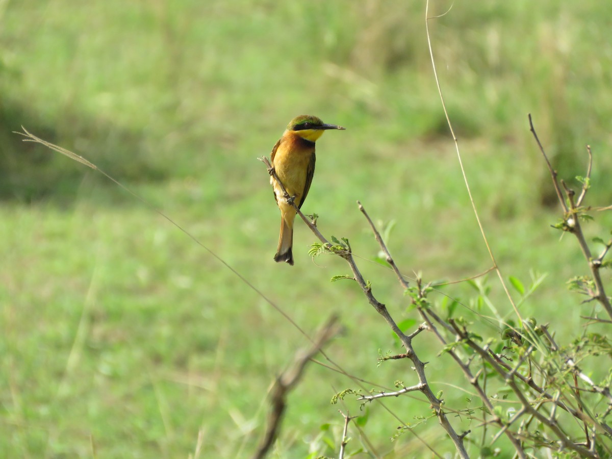 Cinnamon-chested Bee-eater - Srinivasa Shenoy