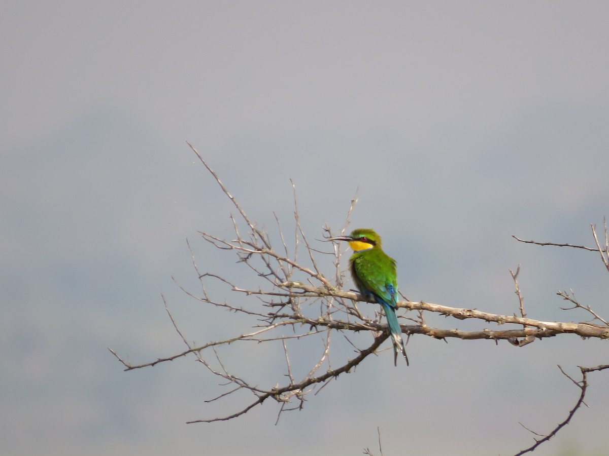 Swallow-tailed Bee-eater - Srinivasa Shenoy