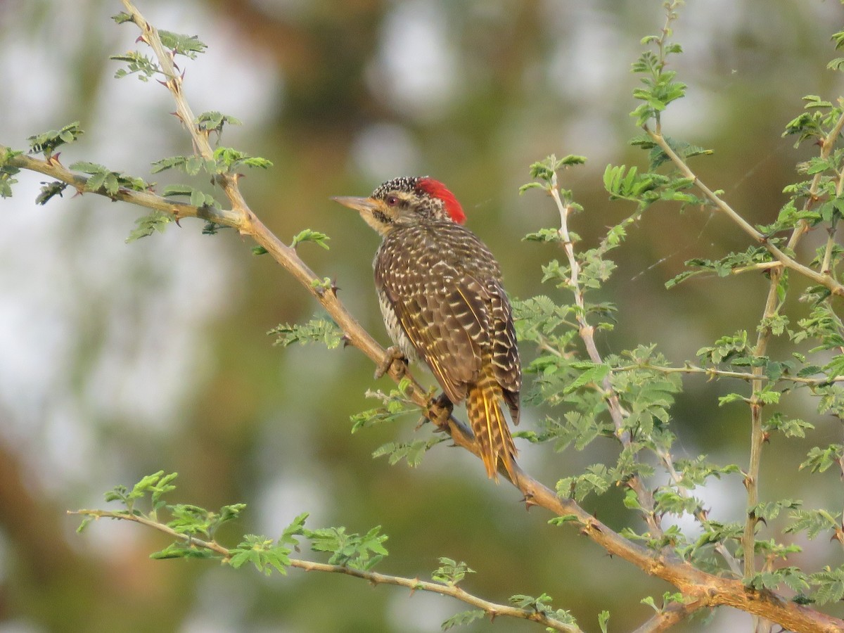 Bearded Woodpecker - Srinivasa Shenoy