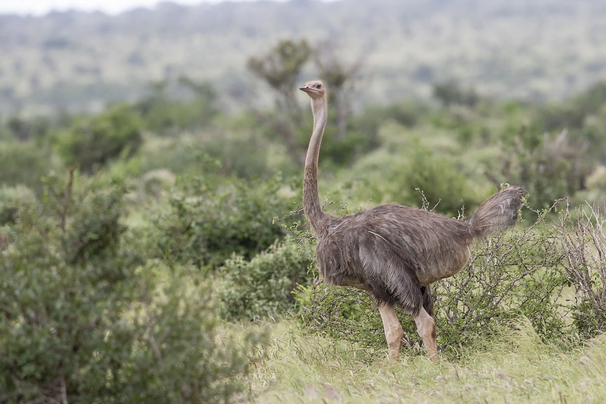 Somali Ostrich - ML216029541