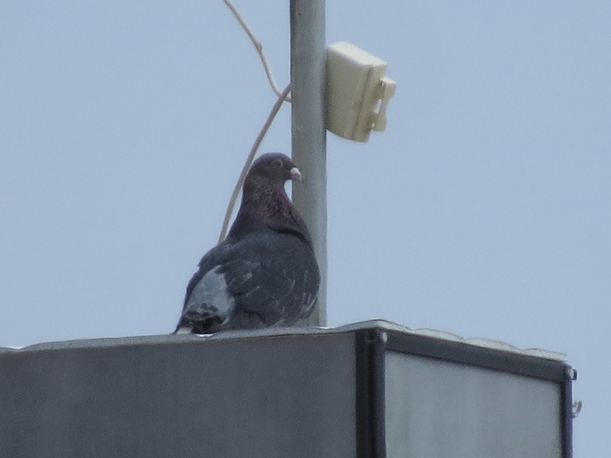 Rock Pigeon (Feral Pigeon) - ML216029811