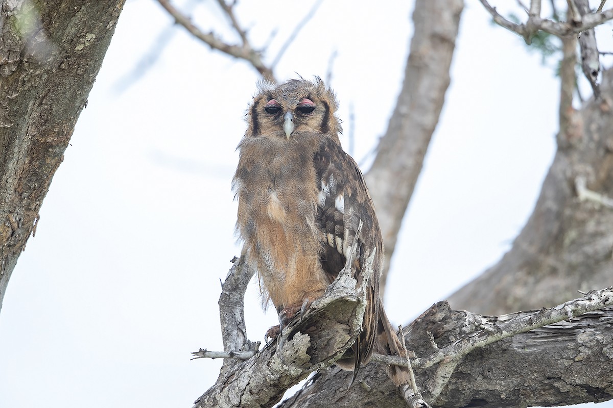 Verreaux's Eagle-Owl - Niall D Perrins