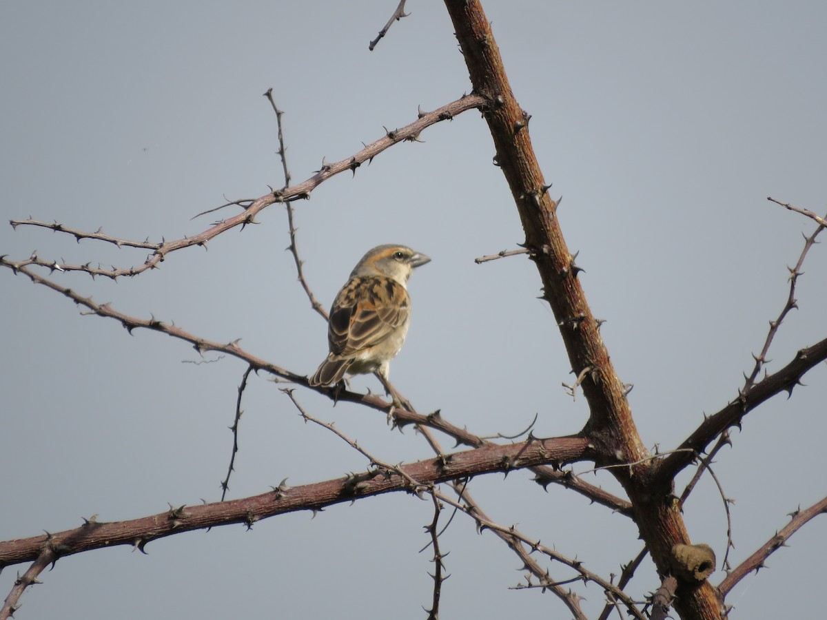 Shelley's Rufous Sparrow - Srinivasa Shenoy