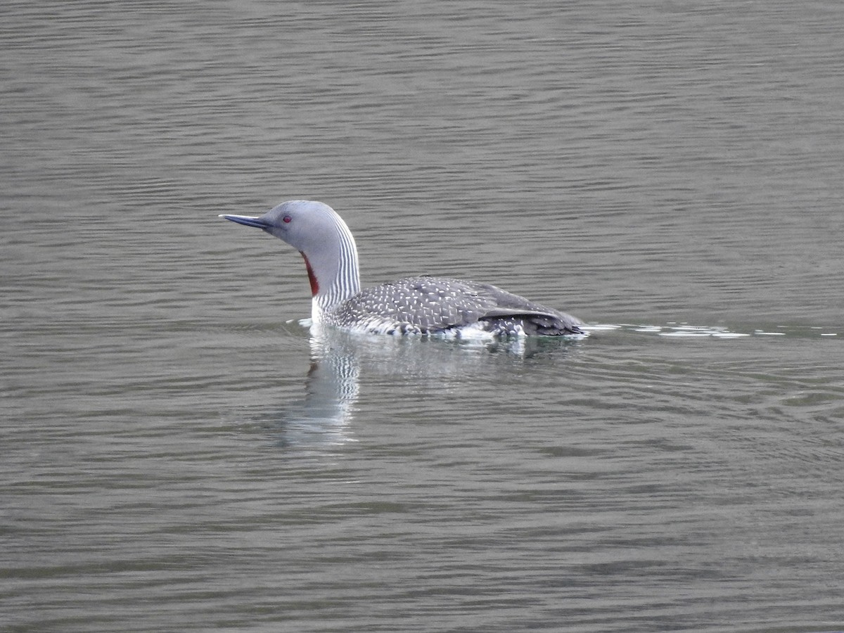 Red-throated Loon - ML216030471