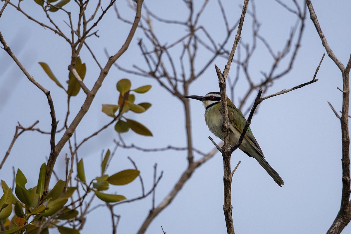 White-throated Bee-eater - Niall D Perrins