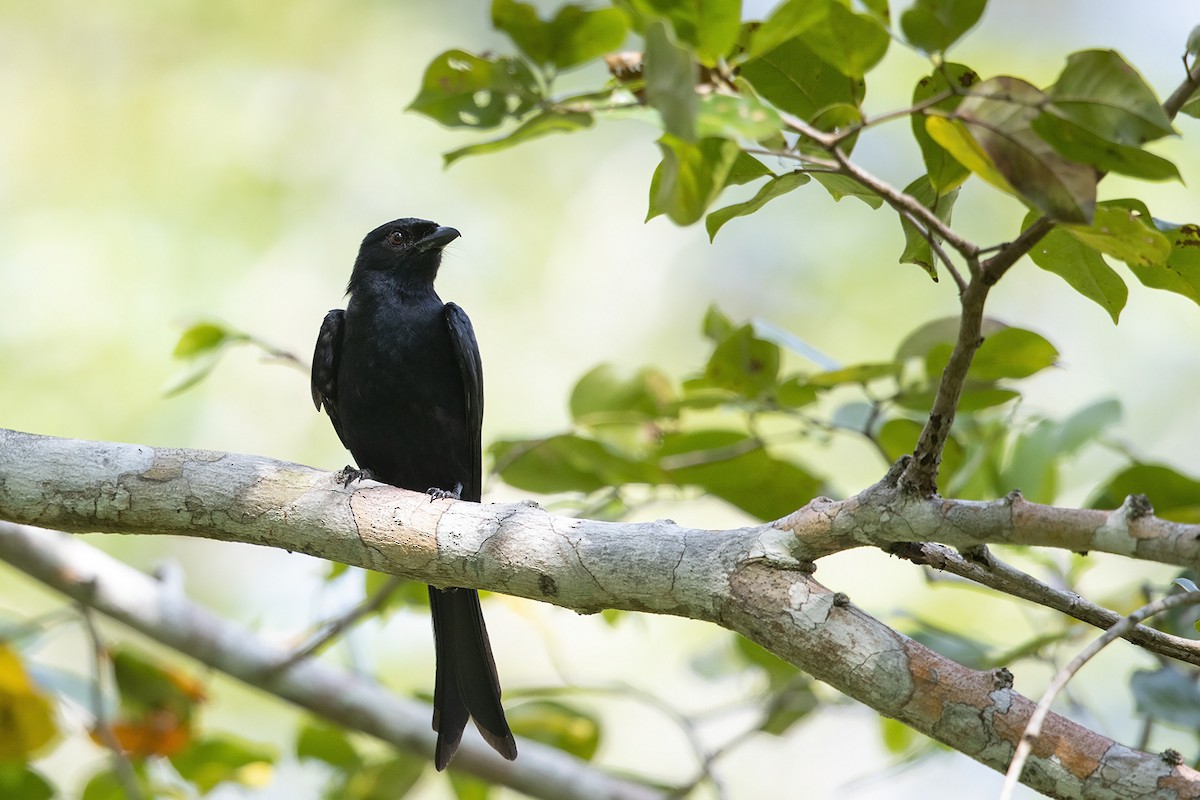 Fork-tailed Drongo (adsimilis Group) - Niall D Perrins