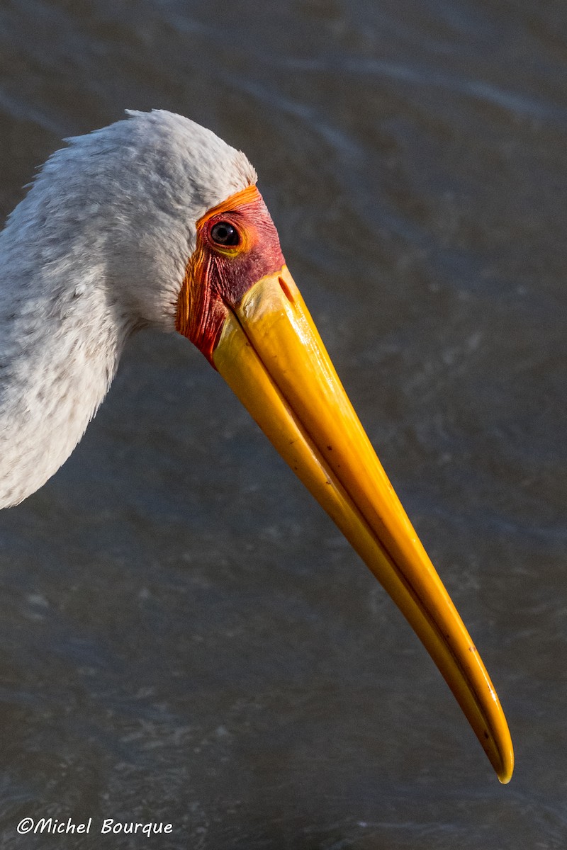 Yellow-billed Stork - Michel Bourque