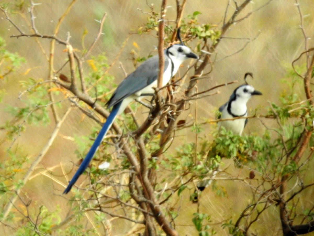 White-throated Magpie-Jay - ML216032051