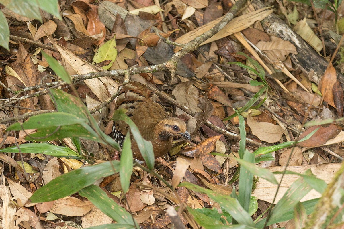 Chestnut-headed Partridge (Siamese) - ML216036151