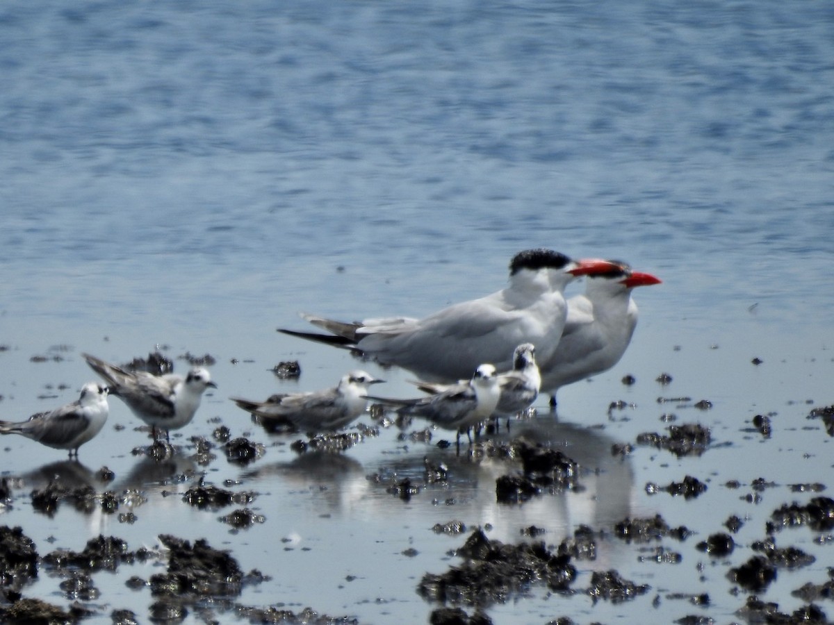 White-winged Tern - Alastair Newton