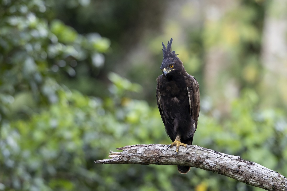 Long-crested Eagle - Niall D Perrins