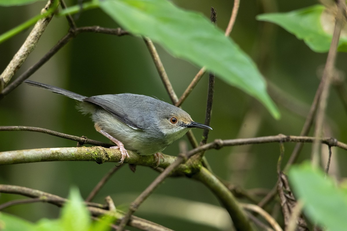 Long-billed Tailorbird (Long-billed) - Niall D Perrins