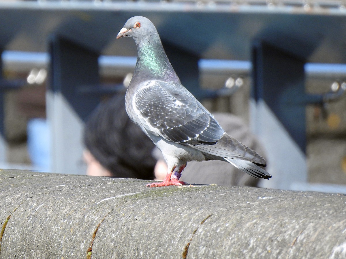 Rock Pigeon (Feral Pigeon) - ML216044041