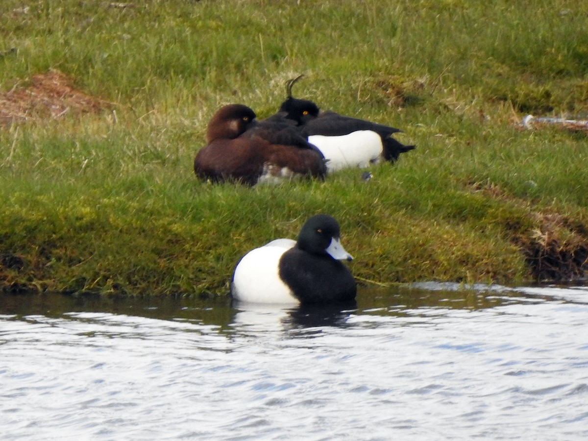 Greater Scaup - ML216044591