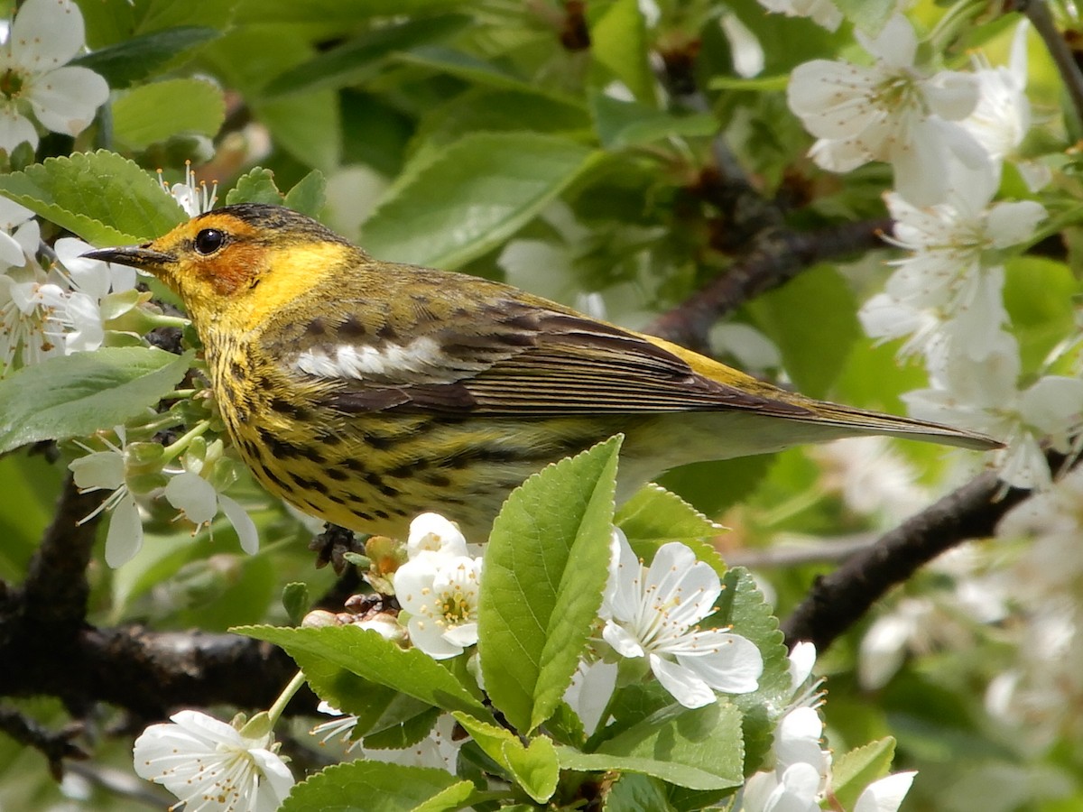Cape May Warbler - ML216044661