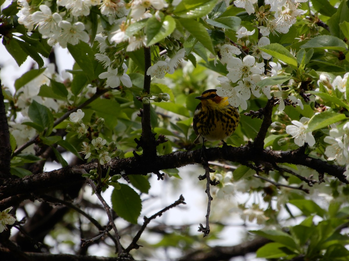 Cape May Warbler - ML216044951