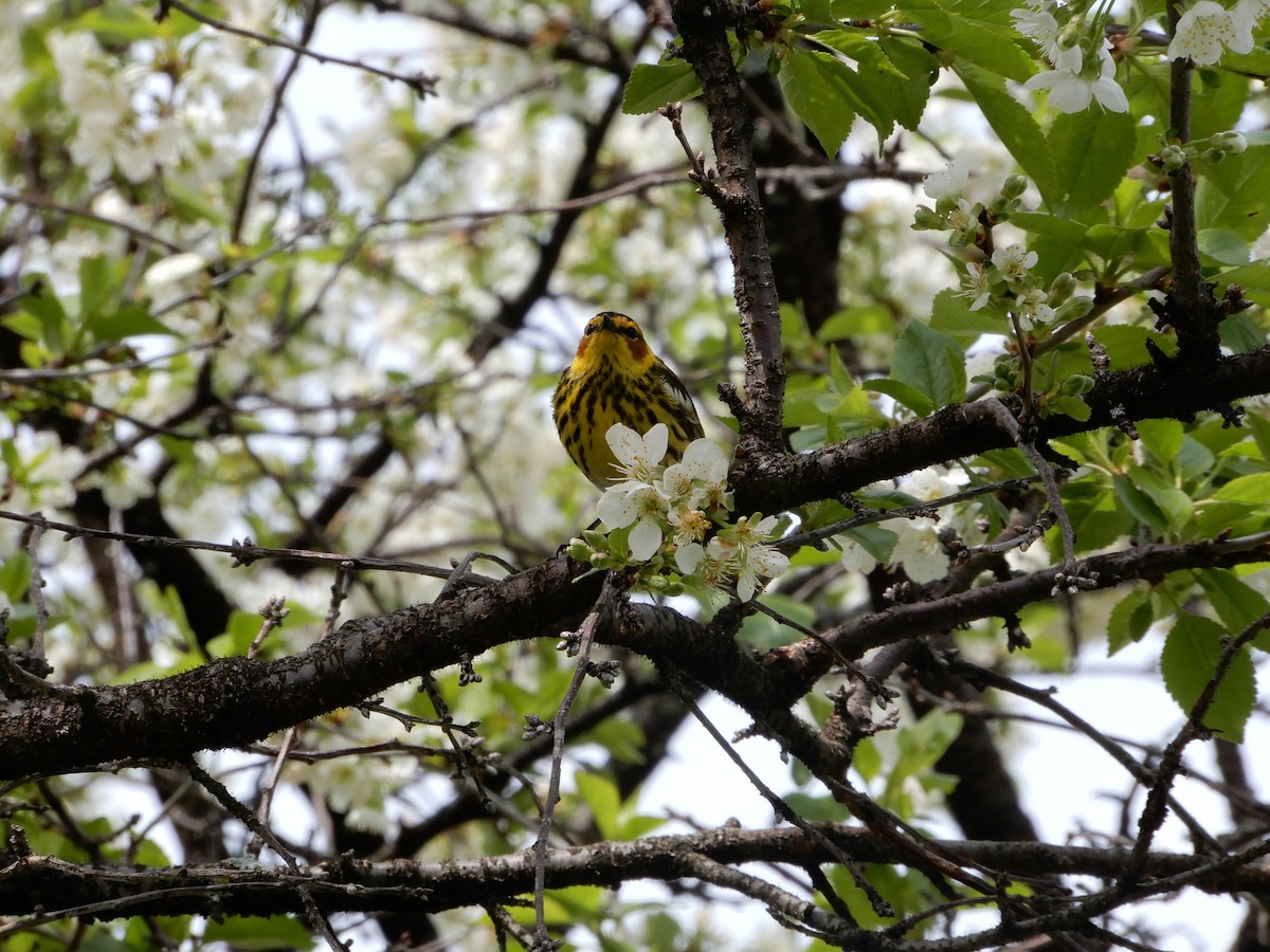 Cape May Warbler - ML216045301