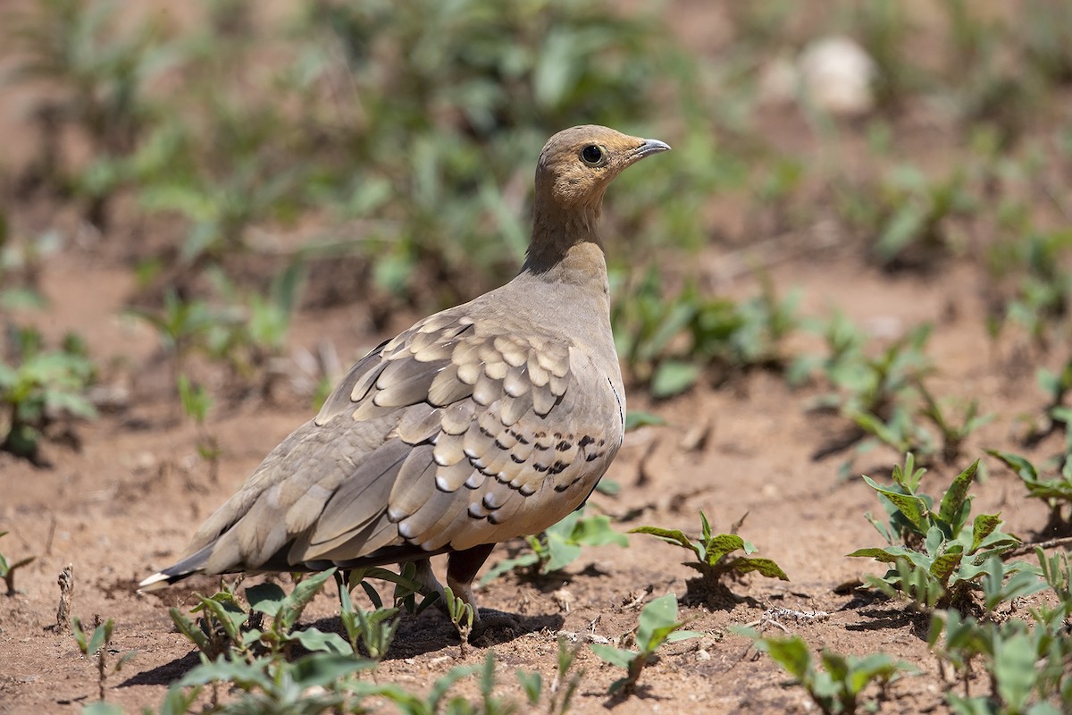 Chestnut-bellied Sandgrouse (African) - Niall D Perrins