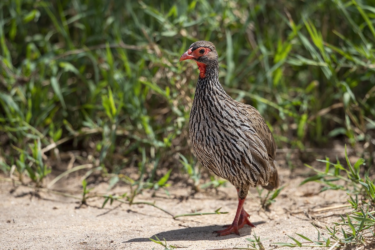 Red-necked Spurfowl (Northern) - ML216046131