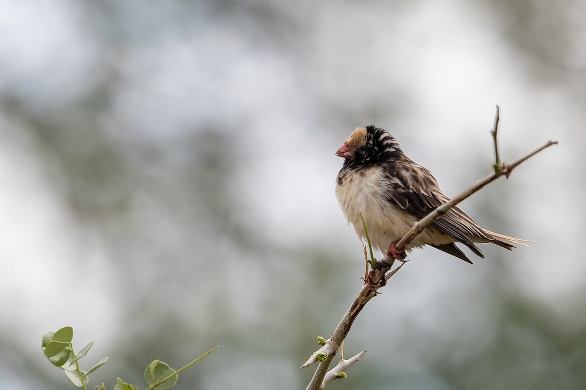 Straw-tailed Whydah - ML216048261