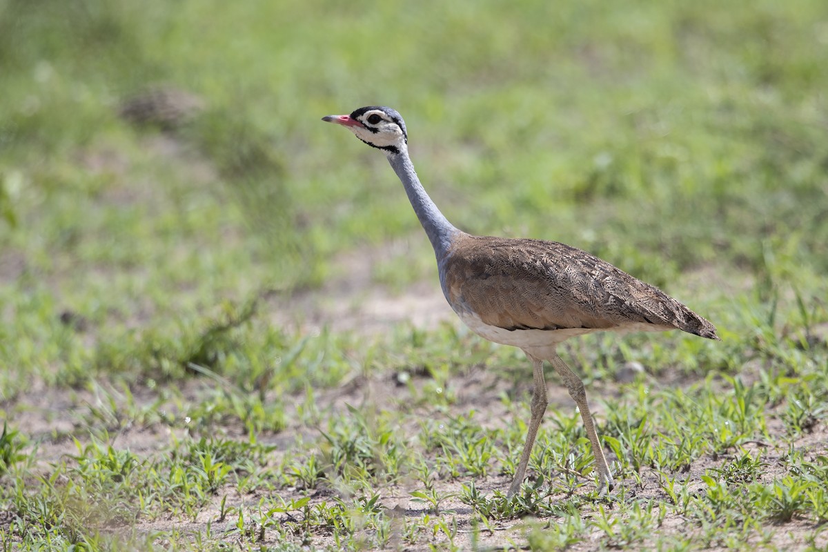 White-bellied Bustard (White-bellied) - Niall D Perrins