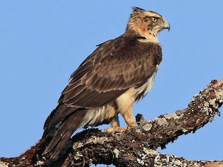  - Ayres's Hawk-Eagle