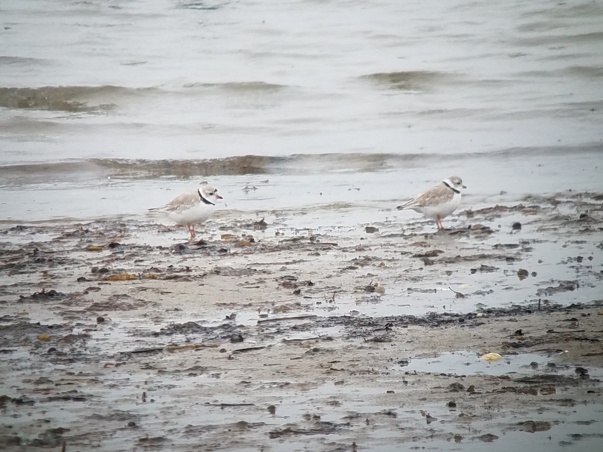 Piping Plover - ML216049341