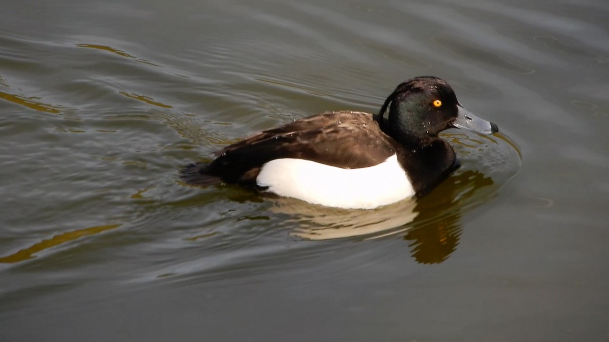 Tufted Duck - Avery Fish