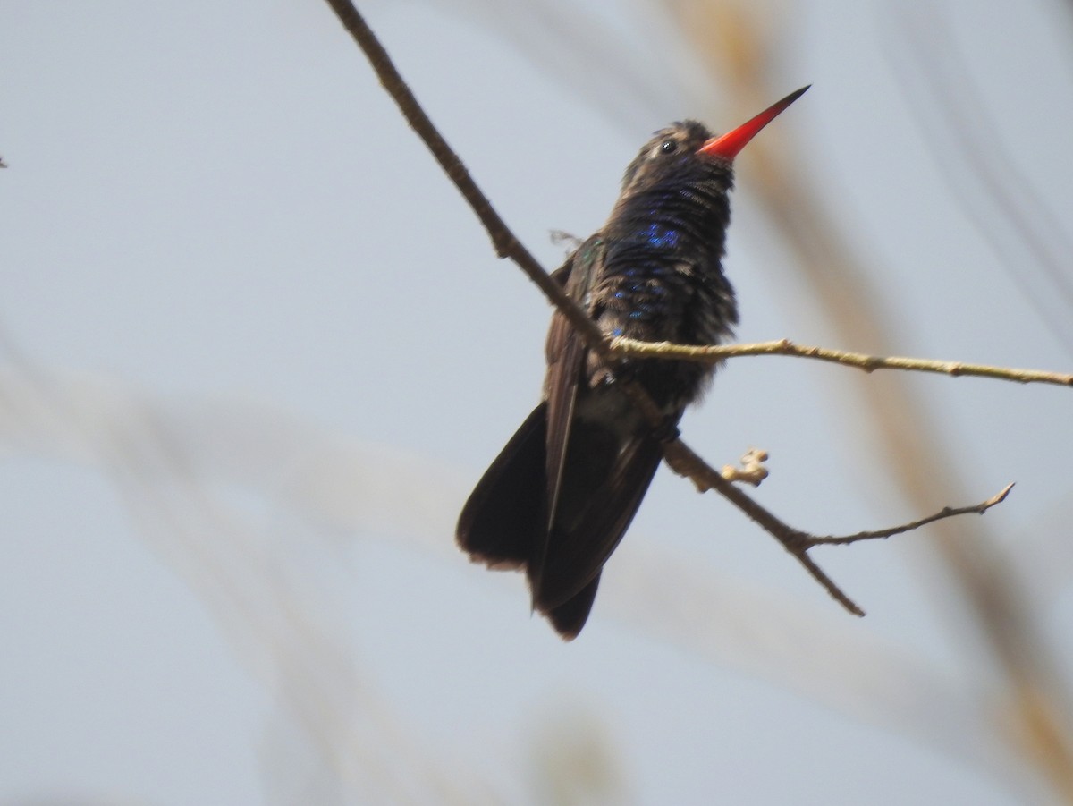 Turquoise-crowned Hummingbird - ML216054241