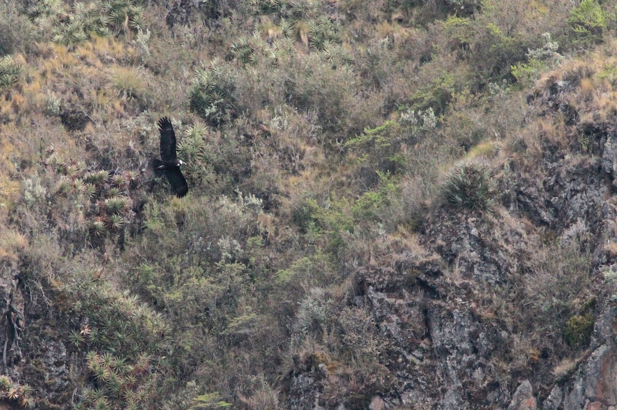 Andean Condor - ML216054911