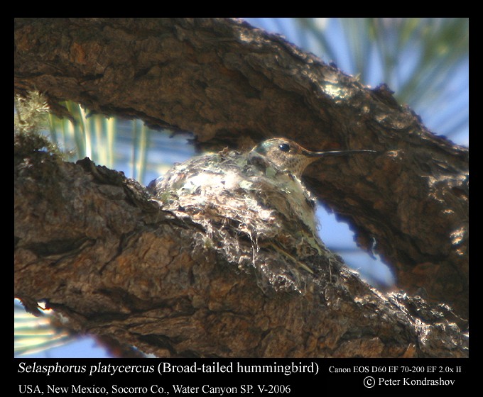 Broad-tailed Hummingbird - ML216054931