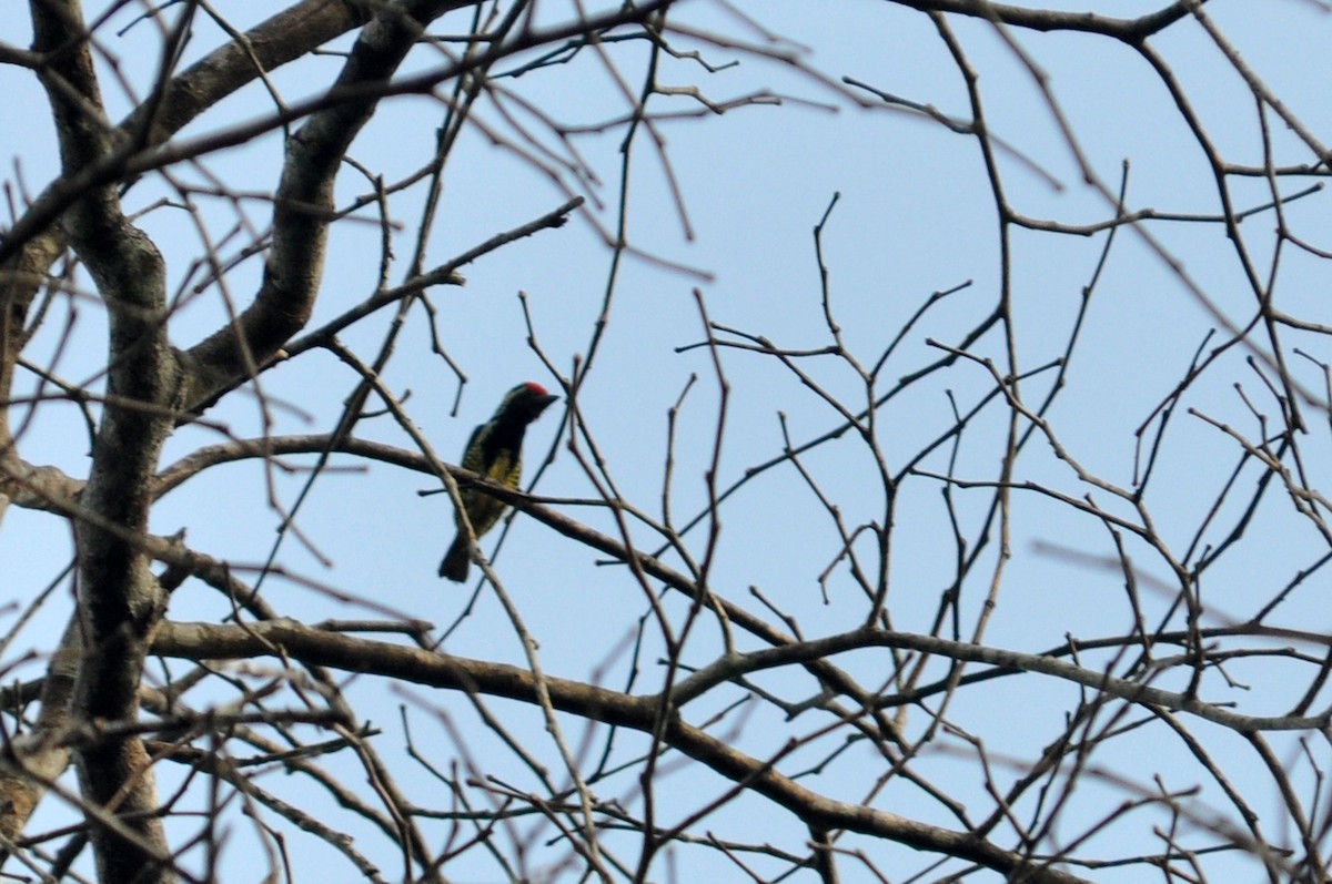 Yellow-spotted Barbet - ML216054961