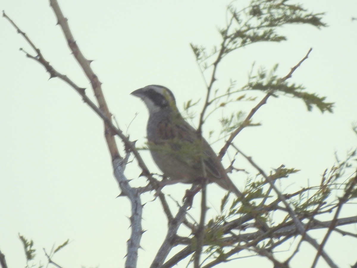 Stripe-headed Sparrow - ML216055011