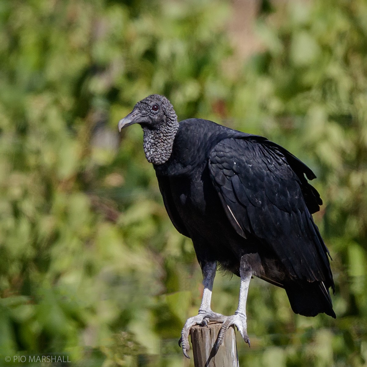Black Vulture - Pio Marshall