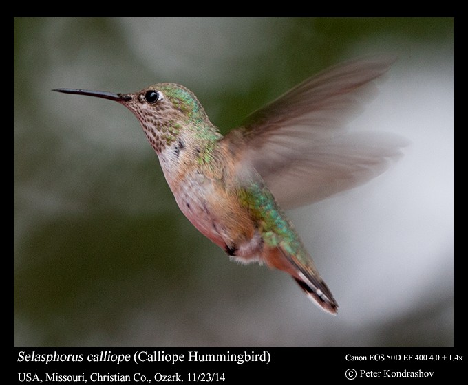 Calliope Hummingbird - ML216056591