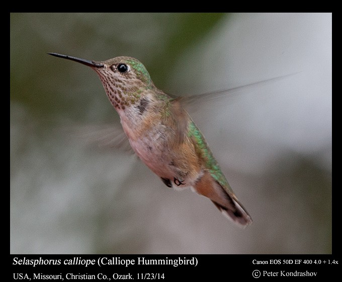 Calliope Hummingbird - ML216056601