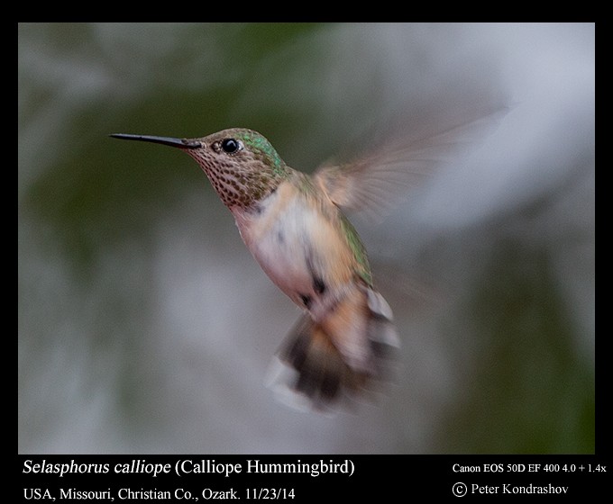 Calliope Hummingbird - ML216056611