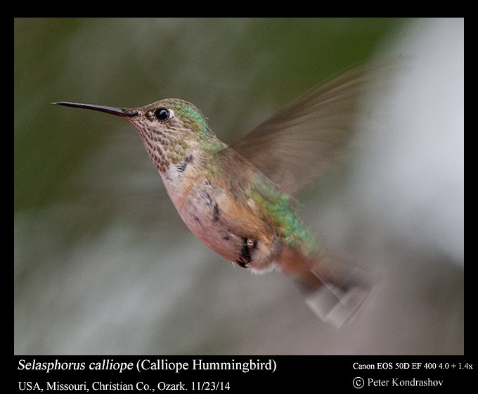 Calliope Hummingbird - Peter Kondrashov