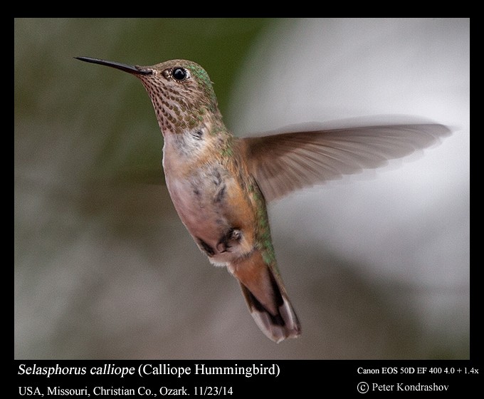 Calliope Hummingbird - ML216056631