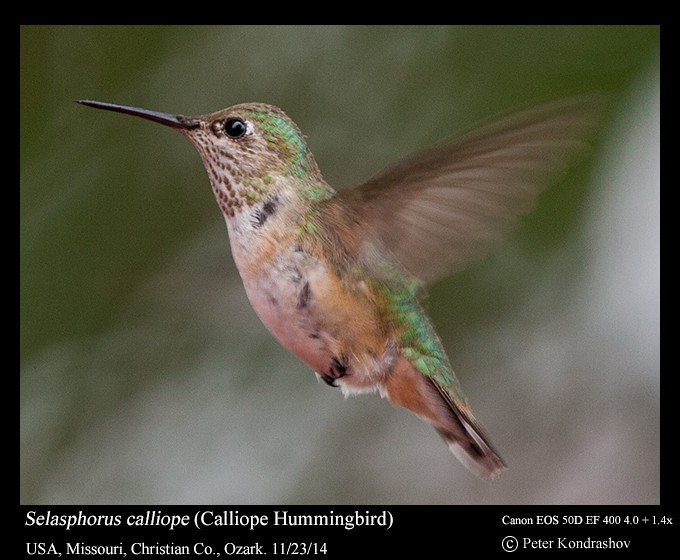 Calliope Hummingbird - ML216056641